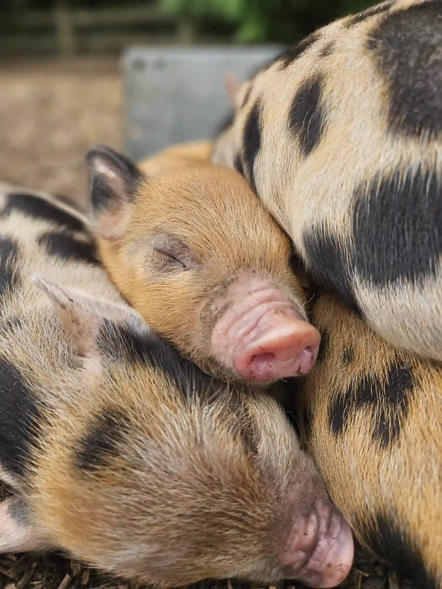 Sleeping piglet